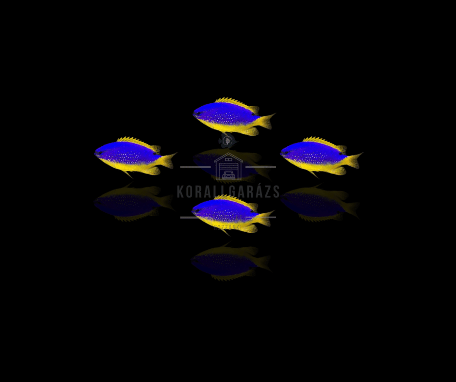 Pomacentrus Auriventrus